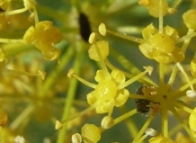 Opopanax chironium / Opopanide comune
